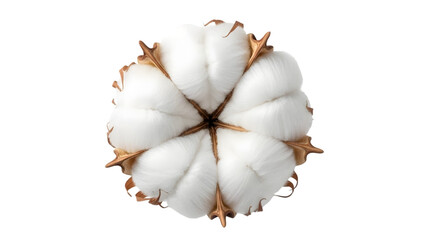 White cotton flower isolated on transparent background