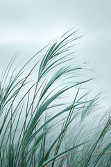 grass in the wind
