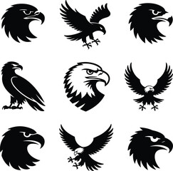 Fototapeta premium Seven black eagle in different poses bird wildlife