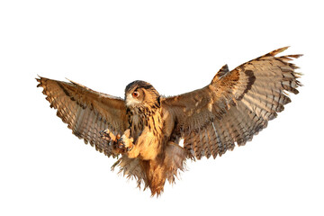 Beautiful flying Eurasian eagle-owl isolated on transparent background png file