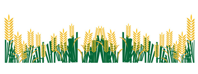 Wheat growth stages vector illustration. agriculture product or farm plant. Vintage autumn wheat sheaf engraving.