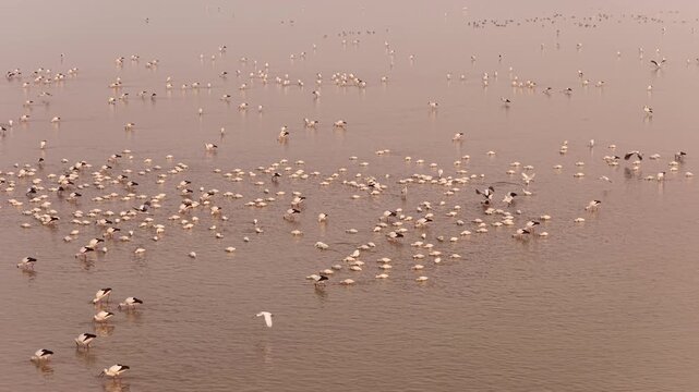 Migratory birds in Poyang Lake, China