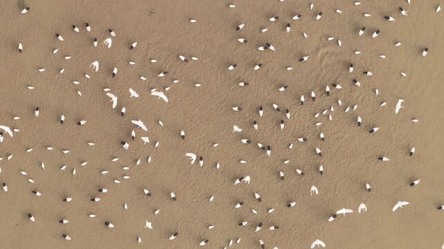 Migratory birds in Poyang Lake, China