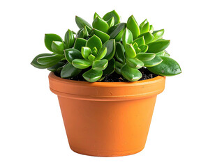 Lush green succulent plant thriving in a terracotta flower pot