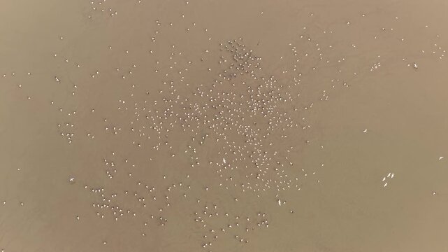 Migratory birds in Poyang Lake, China