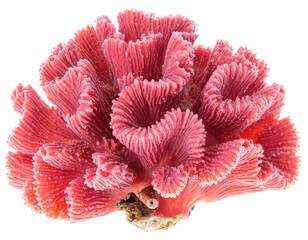 Detailed close-up of a vibrant, pink coral reef specimen