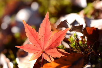 落葉の彩り