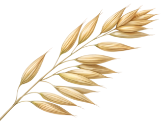 Watercolor Golden Oat Spike isolated on a transparent background