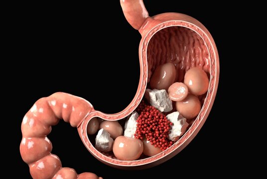 3D illustration of a cross-section of a human stomach filled with