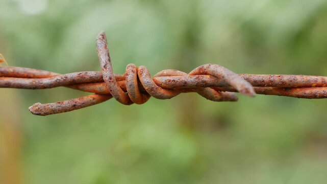 Rusted barbed wire fills the frame as a small red ant crawls along twisted metal, sharp textures contrasting with blurred green vegetation behind. Survival instinct.
