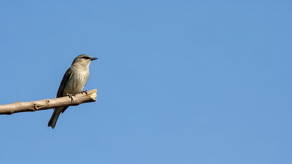 A lone bird perched on a branch against a clear blue sky
