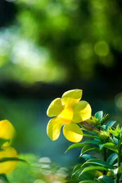 Fresh yellow flowers background of Allamanda, Common allamanda, Golden trumpet, Yellow bell (Allamanda Cathartica), green leaves and other blossom blur background