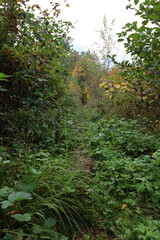 Fototapeta premium A narrow overgrown path winds through dense green thickets and young trees in an autumn forest. Lush green grass in the foreground contrasts with the golden colors of distant trees, creating an atmosp