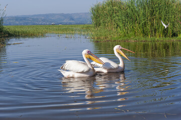 White pelicans (Pelecanus onocrotalus), Awasa harbor, Ethiopia