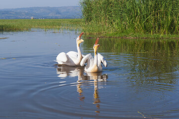 White pelicans (Pelecanus onocrotalus), Awasa harbor, Ethiopia