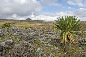 Bale mountains national park, Giant lobelia (Lobelia rhynchopetalum), Southern Ethiopia