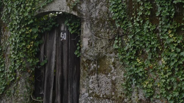 Antique Rustic Wooden Door Covered In Ivy And Moss In Aged Stone Wall