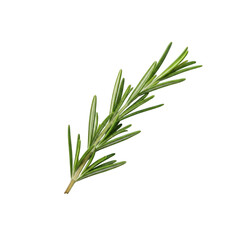 Fototapeta premium Fresh Rosemary Sprig Isolated on transparent background, Culinary Herb and Aromatic Plant