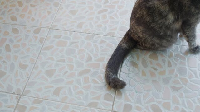 Cat tail, calico cat or tortoiseshell cat grey cute swinging tail on floor background with happy and relax, cute kitty pet rest in home.