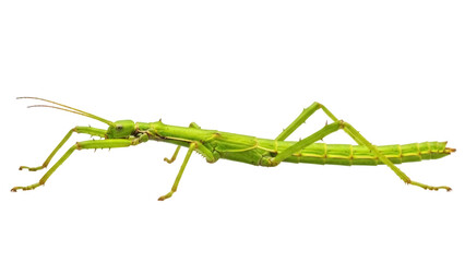 Green spiny stick insect isolated PNG, Phasmatodea or walking stick bug on transparent background, camouflage arthropod for biology and nature studies © Emilija