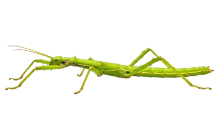 Green spiny stick insect isolated PNG, Phasmatodea or walking stick bug on transparent background, camouflage arthropod for biology and nature studies