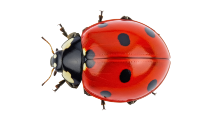 Red ladybug with black spots isolated PNG, close-up of a seven-spot ladybird on transparent background, insect for biology and nature studies