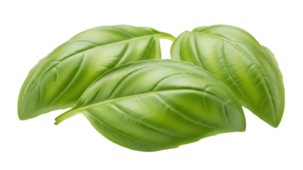 Fresh green basil leaves isolated PNG on transparent background, aromatic herb for Italian cuisine and culinary use