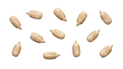 Pile of shelled sunflower seeds isolated PNG, healthy snack food ingredient on transparent background for cooking and nutrition