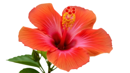 Vibrant orange hibiscus flower isolated PNG on transparent background, tropical bloom with detailed stamen and pistil for botanical designs