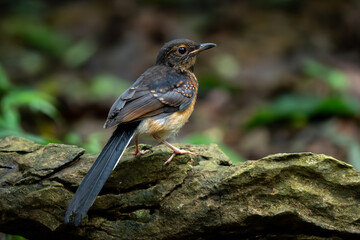 White-rumped Shama - Copsychus malabaricus, beautiful iconic perching bird from Asian forests, Vietnam.