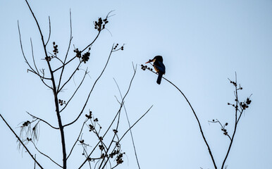 A red-billed kingfisher in the wild catches fish in a swamp in Thailand.