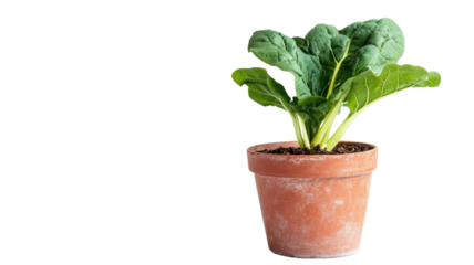 Fresh Swiss chard leaves vibrant green leafy vegetable healthy organic food nutrition concept isolated on white background