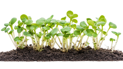 Fresh organic radish sprouts growing healthy micro greens natural food nutrition concept isolated on white background