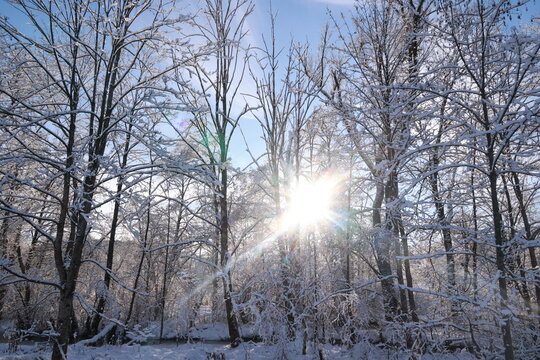 A snowy forest with a bright sun shining through the trees