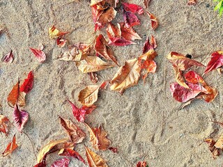 autumn leaves on the ground