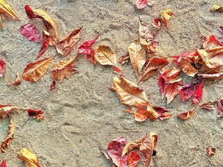 autumn leaves on the ground