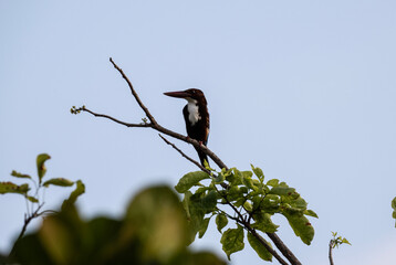 A red-billed kingfisher in the wild catches fish in a swamp in Thailand.