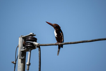 A red-billed kingfisher in the wild catches fish in a swamp in Thailand.