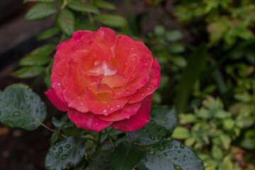 Bright red rose covered in raindrops isolated against an out of focus dark green background
