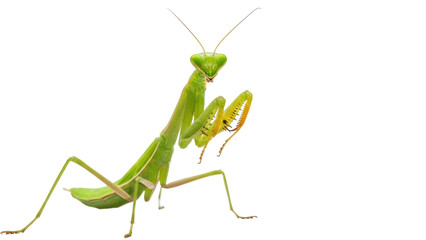 Green praying mantis isolated PNG, predatory insect with folded arms on transparent background, camouflage expert for nature designs