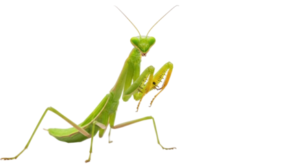 Green praying mantis isolated PNG, predatory insect with folded arms on transparent background, camouflage expert for nature designs