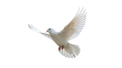 Elegant white dove flying PNG isolated on transparent background, symbol of peace and freedom, graceful bird for design projects