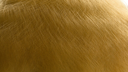 Organic golden spirals: Artistic view of dense curly fiber patterns flowing softly - ACES 2.0 created by procedural geometric 3D render.