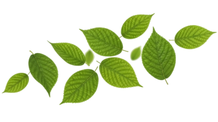 Fresh green leaves isolated PNG on transparent background, vibrant foliage elements for spring designs and nature-themed projects