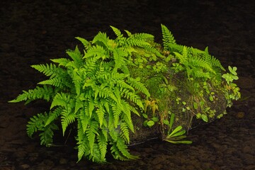 水辺に息づく緑の島