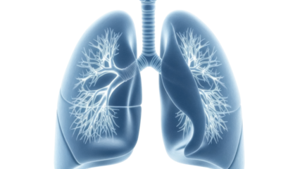 Human lungs PNG isolated on transparent background, anatomical organ for medical and educational use, respiratory system with bronchi and trachea