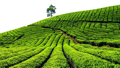 Lush, tiered landscape of verdant, cultivated plants on a hillside, beneath a solitary tree. Bright, clear sky
