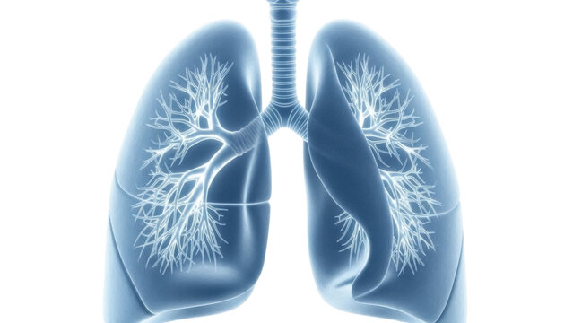 Human lungs PNG isolated on transparent background, anatomical organ for medical and educational use, respiratory system with bronchi and trachea