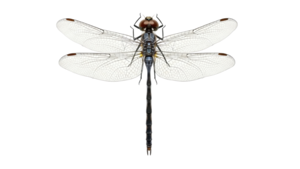 Detailed dragonfly PNG isolated on transparent background, insect with transparent wings for design and educational use, entomology