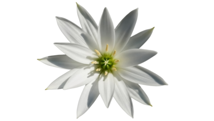 Elegant white rain lily flower isolated PNG on transparent background, delicate blossom with star-shaped petals for spring designs